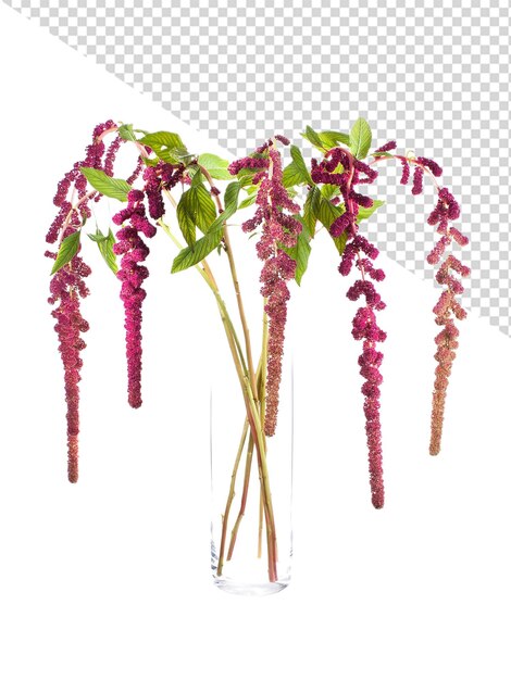 PSD flor de amaranto png