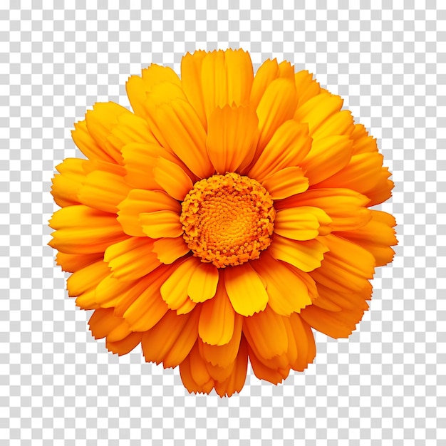 PSD flor amarela sobre um fundo transparente