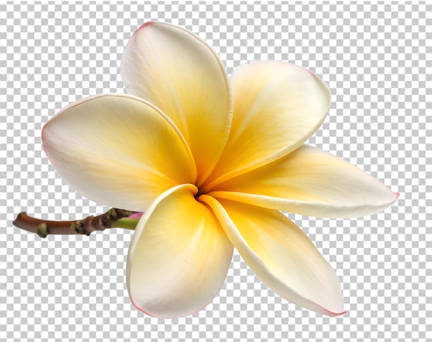 Una flor amarilla con una flor amarilla aislada en un fondo transparente PNG y archivo PSD