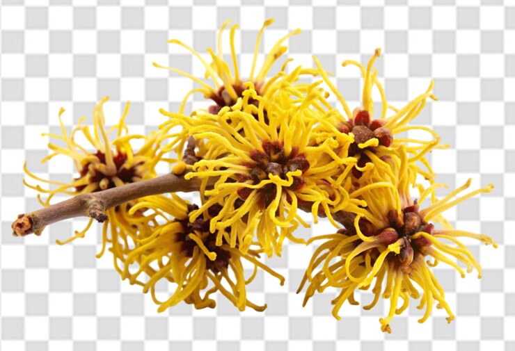 PSD una flor amarilla con el nombre de la flor en un fondo a cuadros