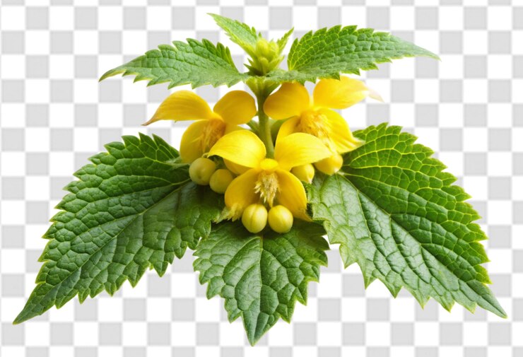 PSD una flor amarilla con los pétalos amarillos en un fondo transparente