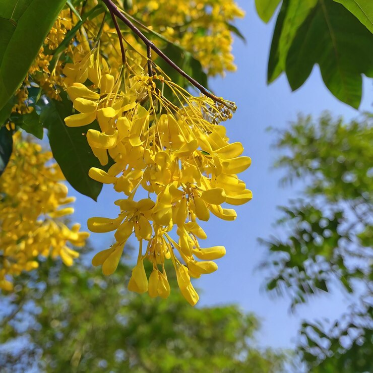 PSD una flor amarilla que está floreciendo en la primavera