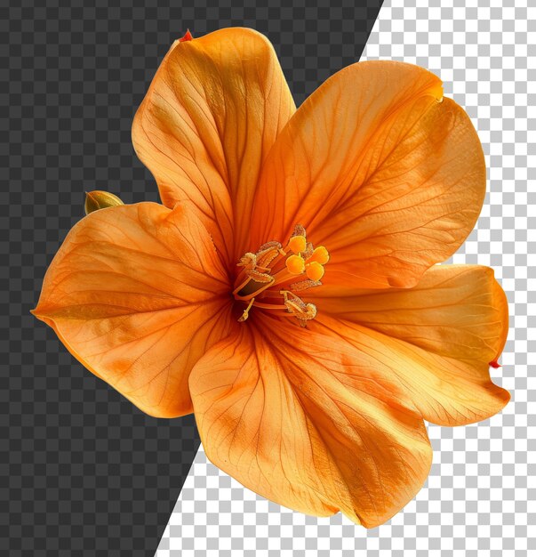 PSD flor de amaryllis naranja vibrante en un fondo transparente