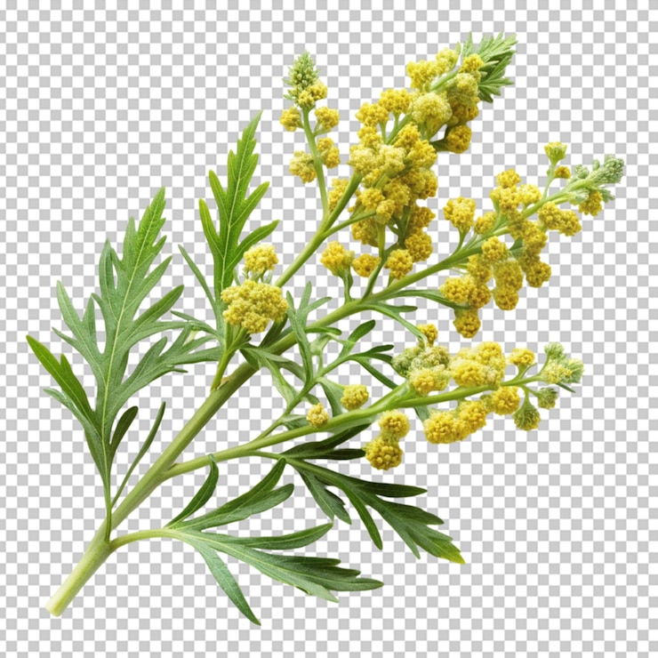 PSD la flor de la artemisa