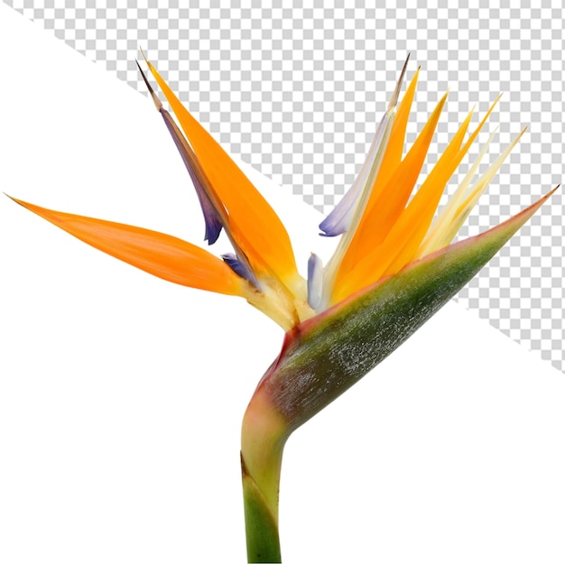 PSD flor ave del paraiso png