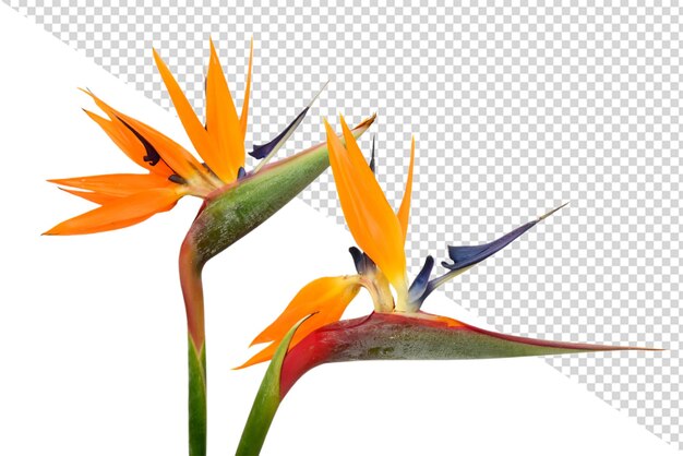 PSD flor ave del paraiso png