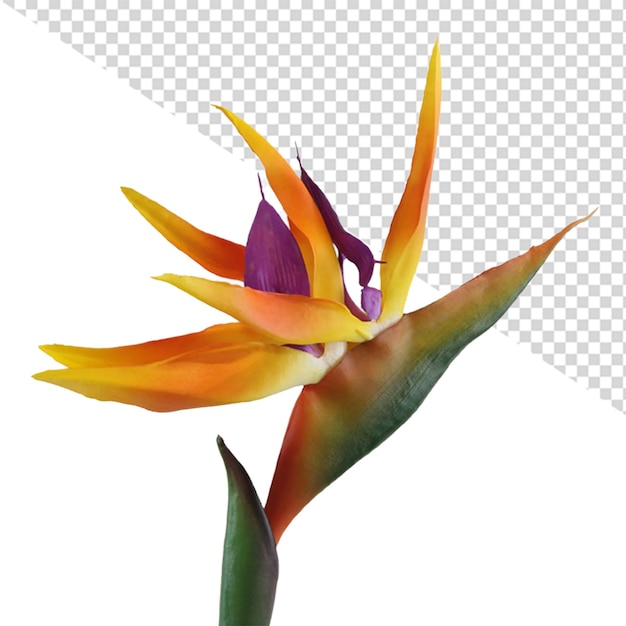 PSD flor ave del paraiso png