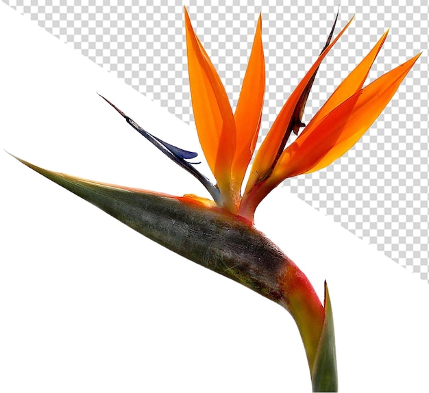 Flor ave del paraiso png