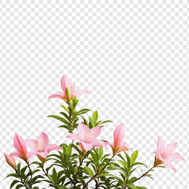 PSD flor de azalea aislada sobre un fondo transparente