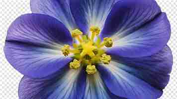 PSD una flor azul y amarilla con un centro amarillo