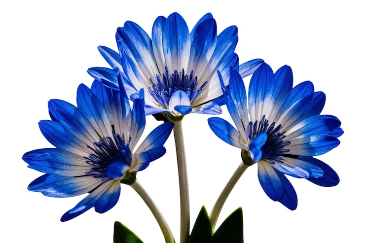 PSD flor azul brillante con pétalos amarillos sobre un fondo azul de fondo azul