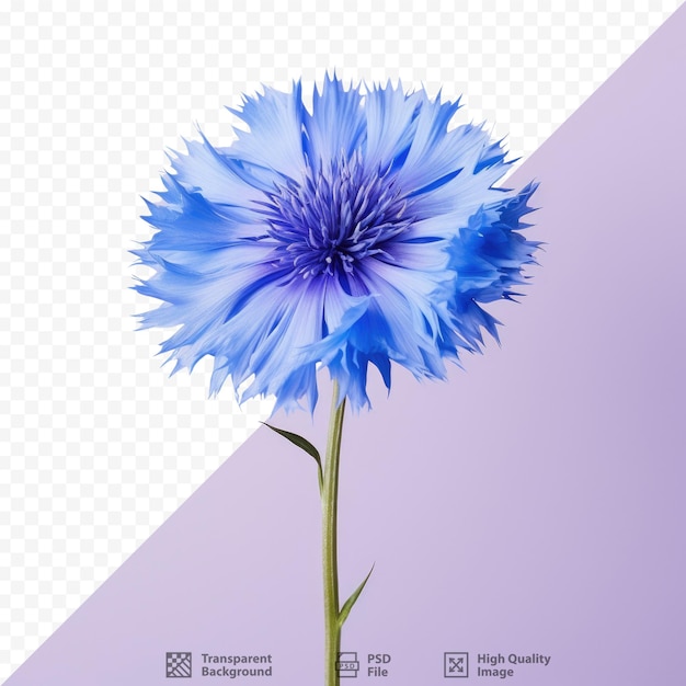 PSD una flor azul con las palabras 