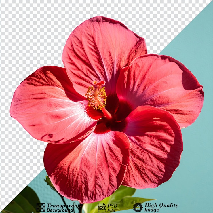 PSD flor de begonia aislada sobre un fondo transparente