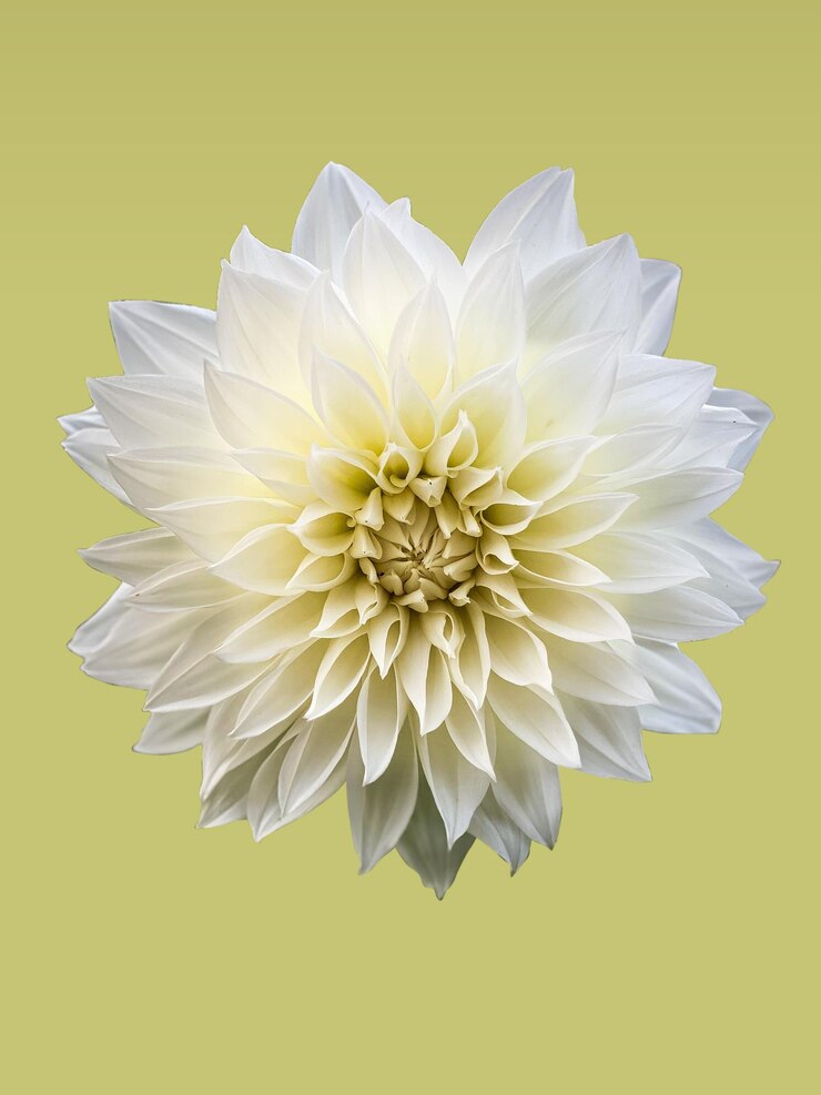 flor blanca abstracta