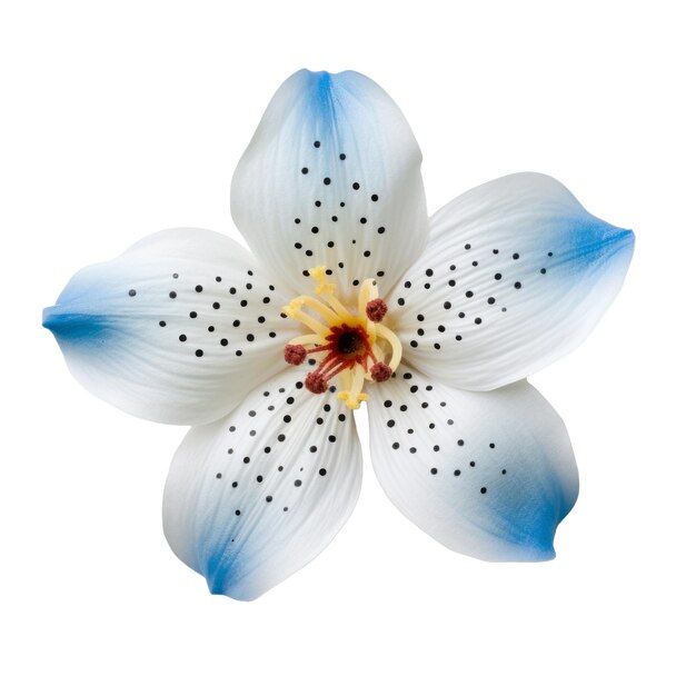 PSD una flor blanca y azul con puntos negros en ella