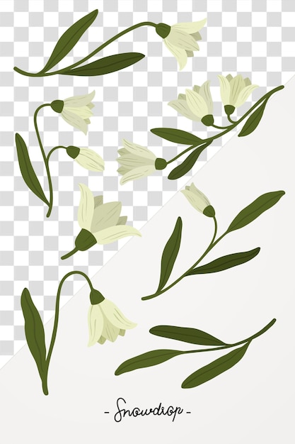 Flor blanca botánica transparente en png