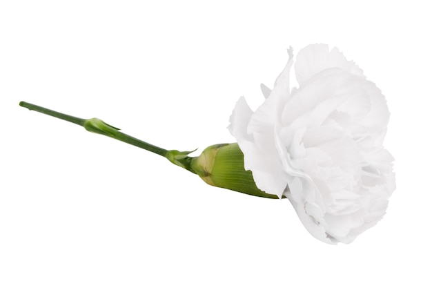 PSD una flor blanca sobre un fondo en blanco.