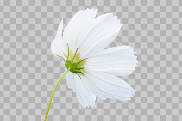 Flor branca cosmos