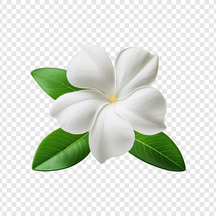 PSD flor branca de pervinca de madagáscar isolada em fundo transparente