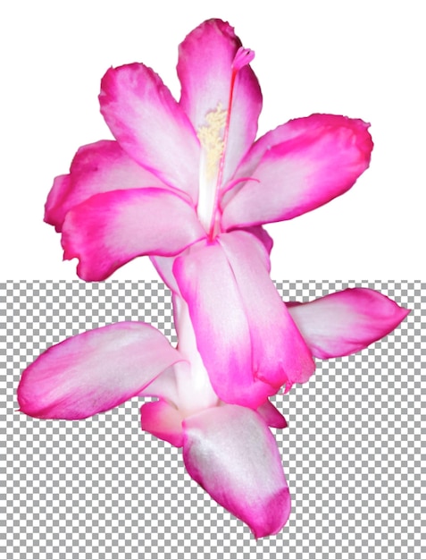 Flor de cactus en una capa PSD transparente.