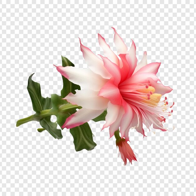 PSD la flor del cactus navideño aislada sobre un fondo transparente