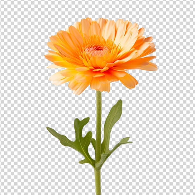 PSD la flor de la caléndula aislada sobre un fondo transparente marigold