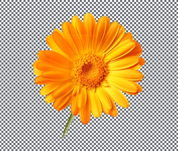 PSD la flor de caléndula marigold aislada en un fondo transparente