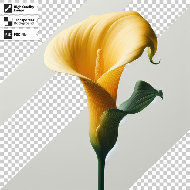 PSD flor de calla amarilla psd en fondo transparente con capa de máscara editable