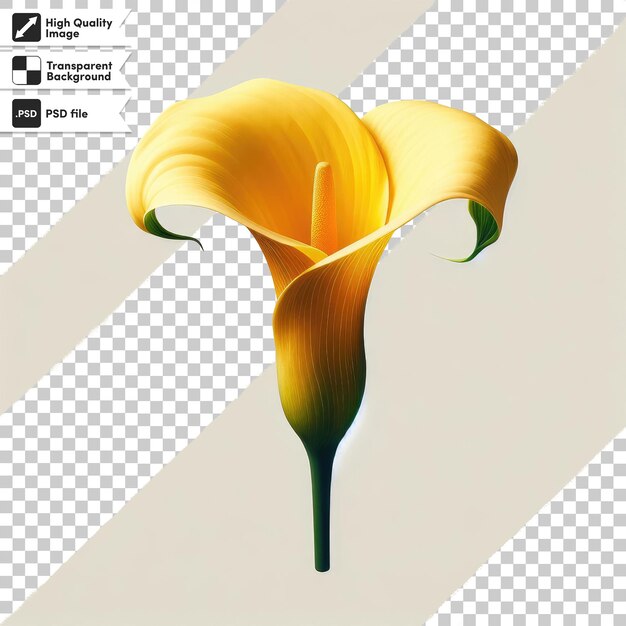 PSD flor de calla amarilla psd en fondo transparente con capa de máscara editable