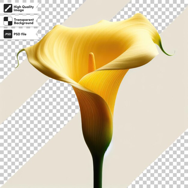 PSD flor de calla amarilla psd en fondo transparente con capa de máscara editable