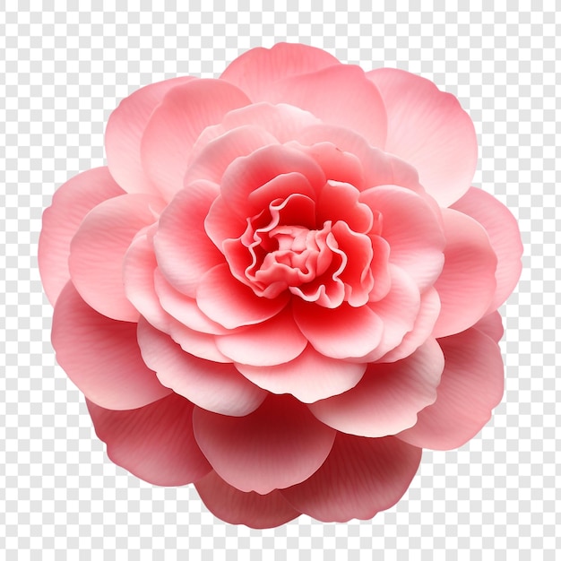 Flor de camelia aislada sobre un fondo transparente