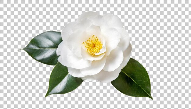 PSD flor de camelia fresca aislada sobre un fondo transparente