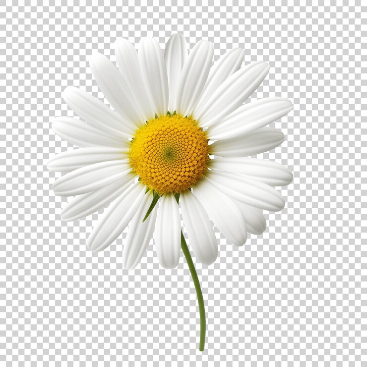 PSD flor de camomila blanca de papua nueva guinea sobre un fondo transparente