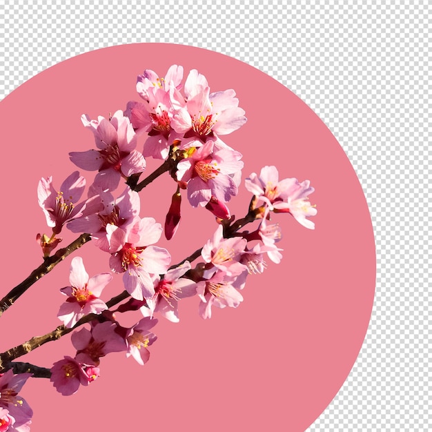 flor de cerezo aislado, primavera, sakura