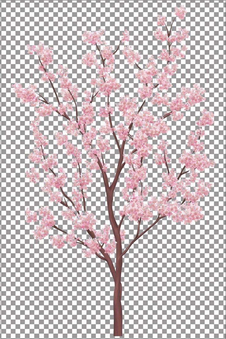 La flor del cerezo Delicada y fugaz señal de la primavera Hiperrealista Plana blanca aislada Transparente