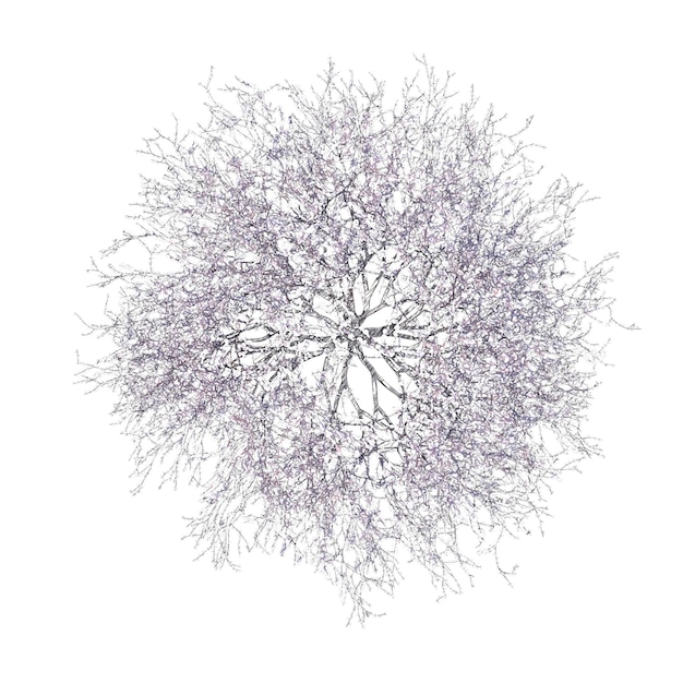 Flor de cerezo dibujo aislado fondo transparente