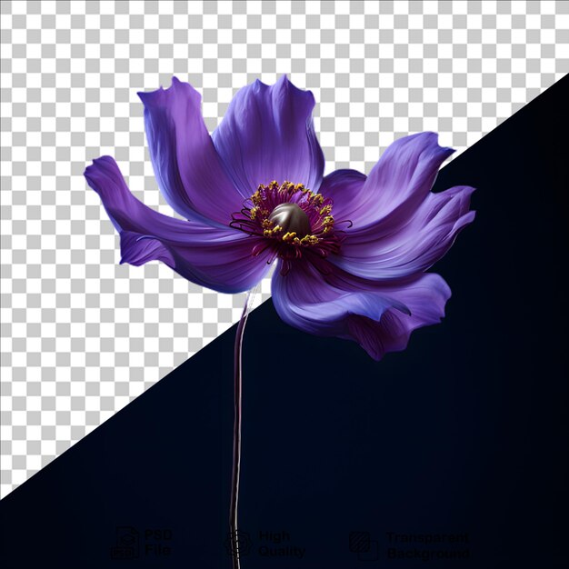 PSD flor de cineraria aislada en un fondo transparente archivo png floral púrpura