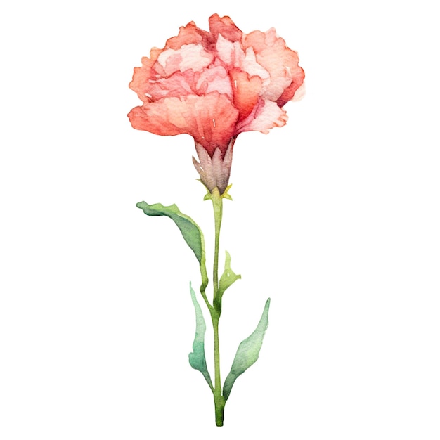 Flor de clavel pintada en acuarela elemento de diseño dibujado a mano aislado sobre un fondo transparente