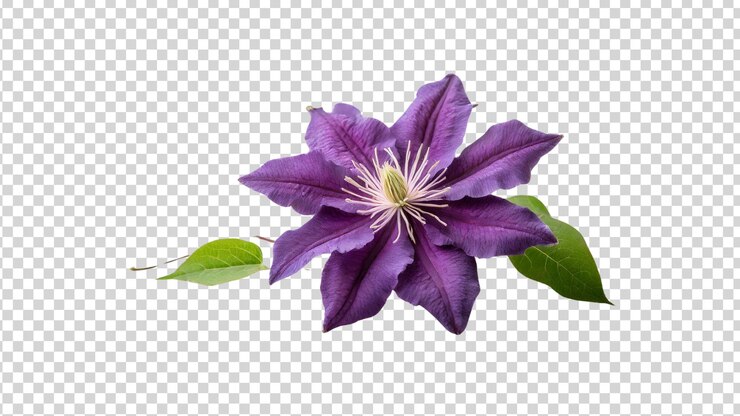 PSD flor de clematis púrpura aislada sobre un fondo transparente