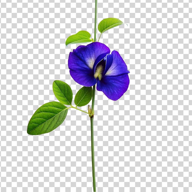 PSD flor de clitoria ternatea aislada sobre un fondo transparente