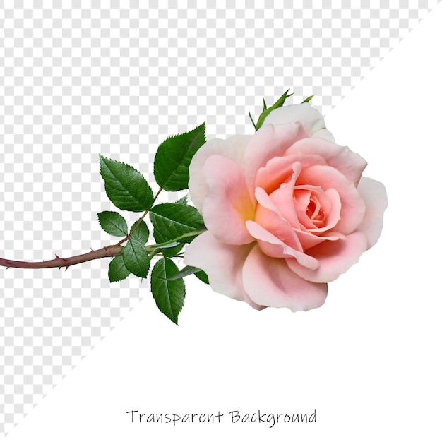 Flor com fundo transparente