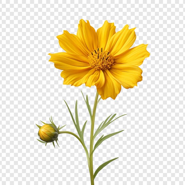 PSD flor de coreopsis png aislado sobre fondo transparente