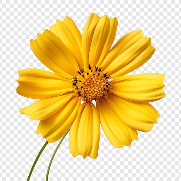 PSD flor coreopsis png isolada em fundo transparente