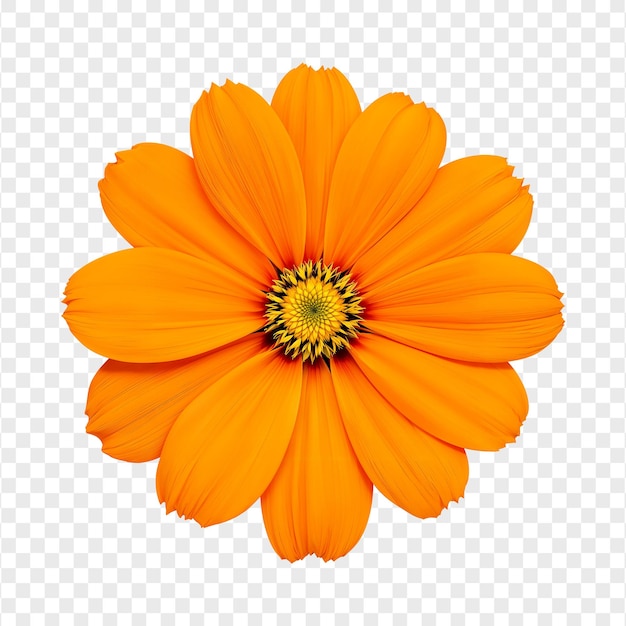 flor del cosmos aislada vista superior naranja en fondo transparente