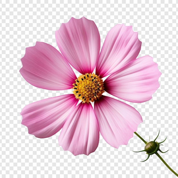 PSD flor del cosmos png aislado sobre fondo transparente