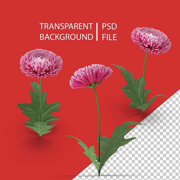 PSD flor de crisantemo png