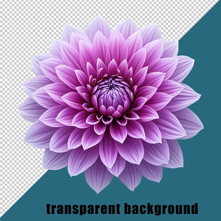 flor de dahlia aislada sobre un fondo transparente