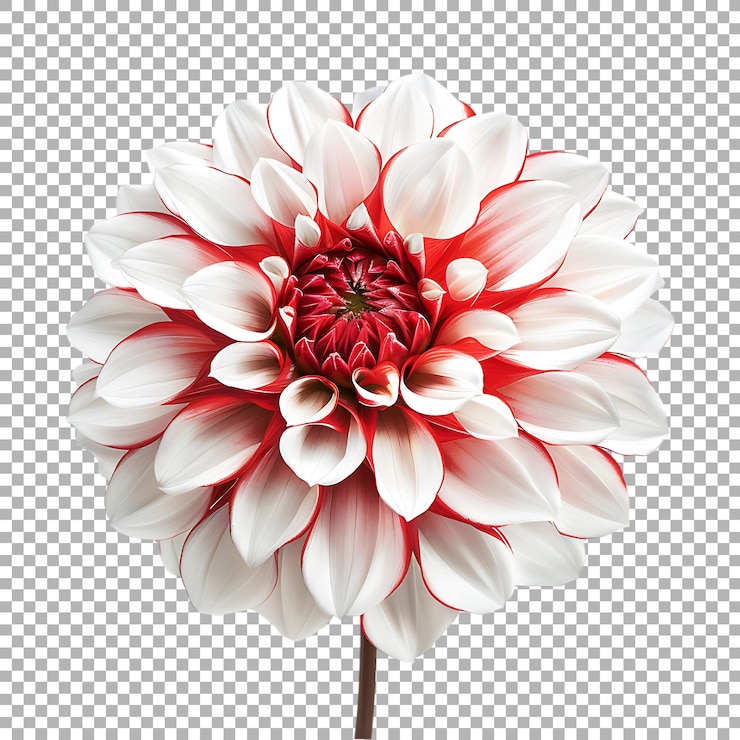 PSD flor de dahlia en un fondo transparente generado por ai