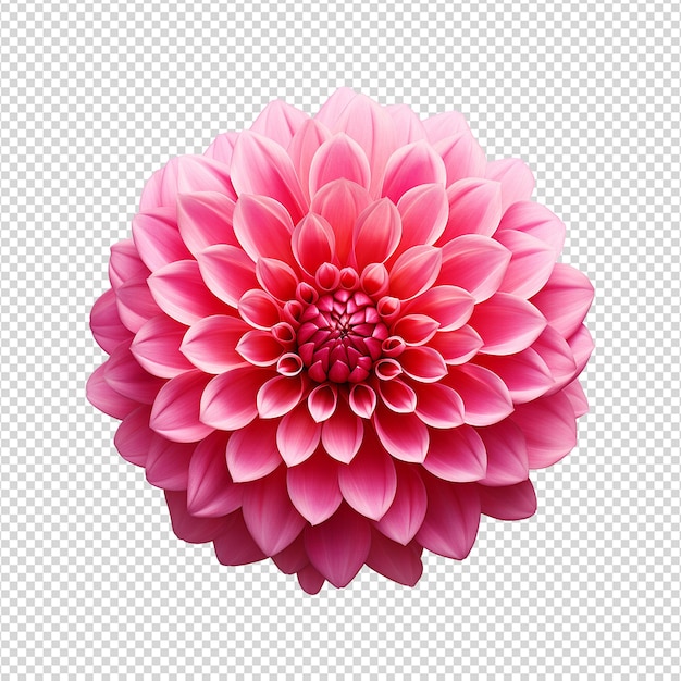 PSD la flor de dalia aislada en un fondo transparente png