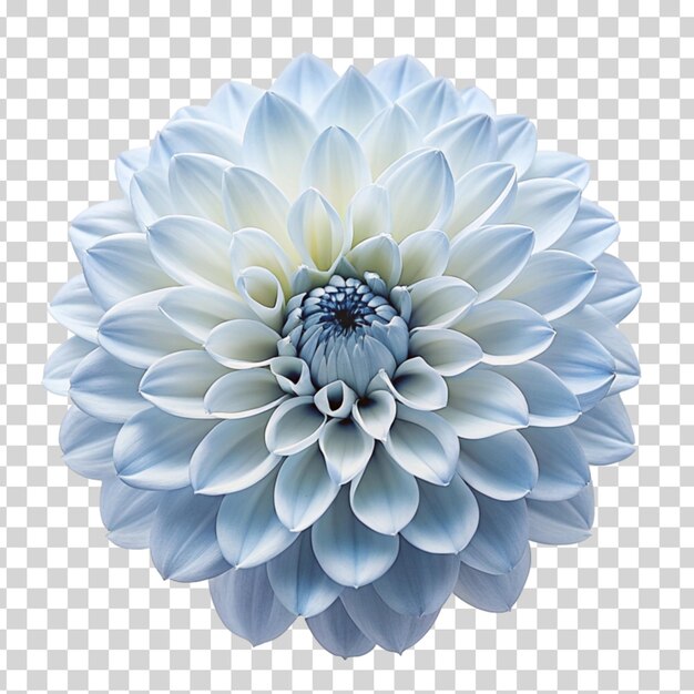 PSD la flor de dalia azul aislada en un fondo transparente